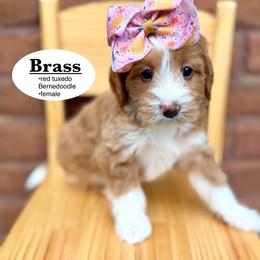 Brass - Red female Bernedoodle puppy in Jackson, Mississippi from T.M. Poodles & Doodles
