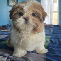 Pup 3 - Red and white Shih Tzu puppy in Stroudsburg, Pennsylvania from Puppyville Pa Shih Tzu & frenchies