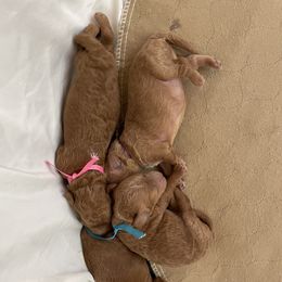 Goldendoodle and Poodle Puppies from Angel’s Goldendoodle Pups
