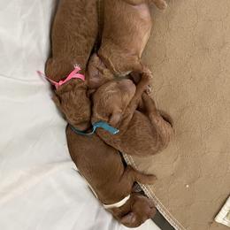 Goldendoodle and Poodle Puppies from Angel’s Goldendoodle Pups