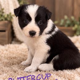 Buttercup - Black female Border Collie puppy in Sanger, California from Flying M Cactus Ranch Buddies