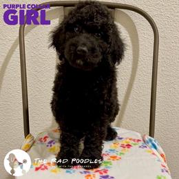 Poodle Puppies from The Rad Poodles