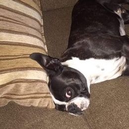 Boston Terriers from Hiser's Bluegrass Bostons