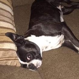 Boston Terriers from Hiser's Bluegrass Bostons