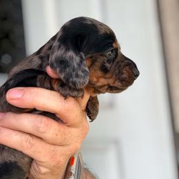 Rip - Dapple male Dachshund puppy in South Fulton, Tennessee from Stiles' Heartfyre Dachshunds