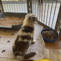 Miniature Australian Shepherd Puppies from Integrity Aussies Tx