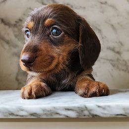 Dachshund Puppies from Yadkin Valley Dachshunds