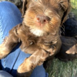 Assorted Doodle Crosses Puppies from Doodles Domain