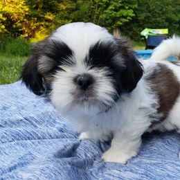 Shih Tzu Puppies from Garrard Creek Shih Tzus