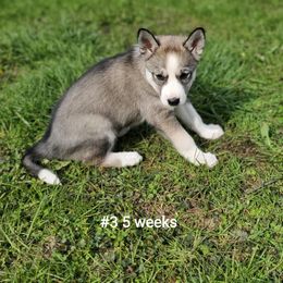 Siberian Husky Puppies from Grayline Siberians