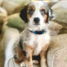 Rex - Blue merle male Miniature Australian Shepherd puppy in Bedias, Texas from JSK Aussie and Cavaliers