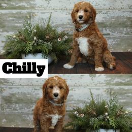 Bernedoodle and Goldendoodle Puppies from Dolly's Doodles