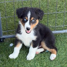 Oaken - Black tri-color male Australian Shepherd puppy in Hemet, California from Perfect Companion Aussie's