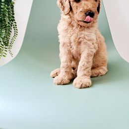 Goldendoodle, Labradoodle, and Poodle Puppies from Noble Friend Breeders LLC