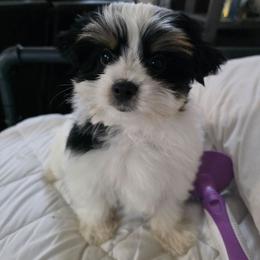 Preston - Black tan and white male Biewer Terrier puppy in Tucson, Arizona from Treasures of Neptune Cove