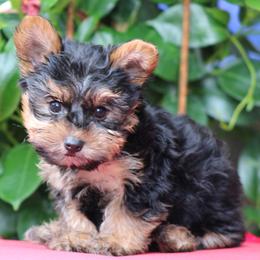 Boy 2 - male Yorkshire Terrier puppy in Hughesville, Missouri from Puppykiss4u