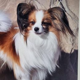 Papillons from Carousel Papillons