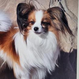 Papillons from Carousel Papillons