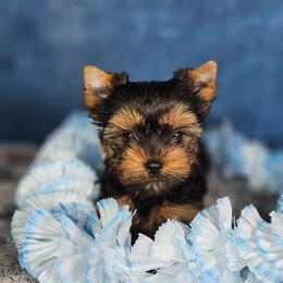 Male pup 2 - Black and gold male Yorkshire Terrier puppy in Polk City, Florida from Yorkies by Casey