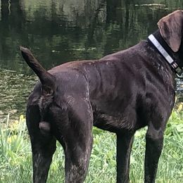 German Shorthaired Pointers from Statz Family Shorthairs