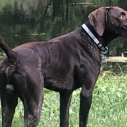 German Shorthaired Pointers from Statz Family Shorthairs