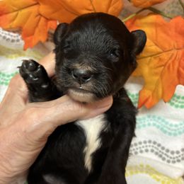 Daisy - Black and white female Aussiedoodle puppy in Nacogdoches, Texas from BA Mini Poodles