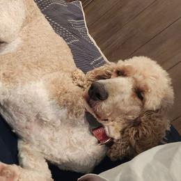 Primrose - Parti female Poodle puppy in Conway, Arkansas from Arkansas River Poodles