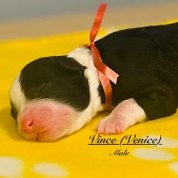 Pick Number 2 - Black and white male Sheepadoodle puppy in Spokane, Washington from Downriver Doodles