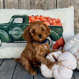 Clove - Red and white male Cockapoo puppy in Preston, Idaho from Shaffer Top Notch Puppies