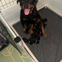 Girl 1 - Black and tan female Rottweiler puppy in Cincinnati, Ohio from Concrete Kennels