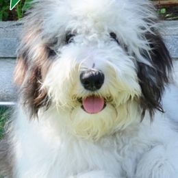 Old English Sheepdogs from Pacific Blue Sheepdogs