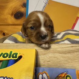 Purple collar girl - Ruby female Cavalier King Charles Spaniel puppy in Smiths, Alabama from K&K Kennels