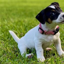 Russell Terriers from Greenlands Farm