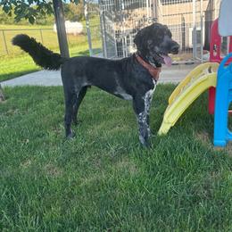 Mooney - Black and white male Bernedoodle puppy in Bellevue, Iowa from Blended Acres & Kennels
