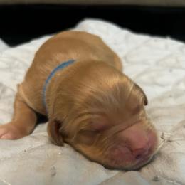 Boy 6 - Golden male Golden Retriever puppy in Dry Fork, Virginia from Sarah's Golden Retrievers