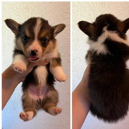 Boy 2 - Black and tan male Pembroke Welsh Corgi puppy in Helmville, Montana from Calie’s Corgis