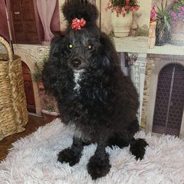 Sabastian - Poodle
