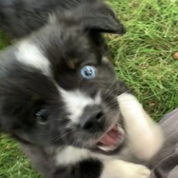 Miniature Australian Shepherd and Toy Australian Shepherd Puppies from Pawesome Lil Aussies