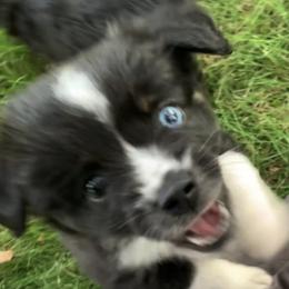 Miniature Australian Shepherd and Toy Australian Shepherd Puppies from Pawesome Lil Aussies