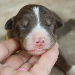 Yellow Collar - Red female Border Collie puppy in Courtland, Alabama from C Bar C Ranch Border Collies