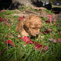 Pluto - Cream male Labradoodle puppy in Genoa City, Wisconsin from Sakura Pups