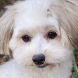 Cotons de Tulear from AVLCOTONLOVE