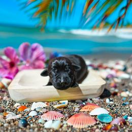 Paloma (Purple Collar) - Black female Labrador Retriever puppy in Green Lake, Wisconsin from Breezy Retrievers