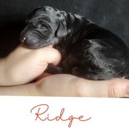 Ridge - Black male Labradoodle puppy in Siloam Springs, Arkansas from Siloam Doodles