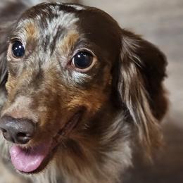 Bailey - Dachshund