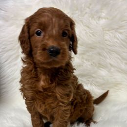Girl 56 - Red  female Goldendoodle puppy in West Point, Iowa from Circle A Mini Goldendoodles and Mini Bernedoodles