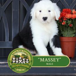 Massey - Gray and white male Old English Sheepdog puppy in Cleveland, Tennessee from Narrow Path Old English & Sheepadoodles