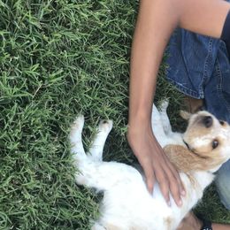 English Springer Spaniel Puppies from River’s Edge ~ English Springer Spaniels