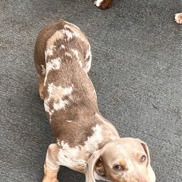 Emmy - Dachshund