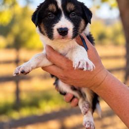 Goose - Tri-color male Border Collie puppy in Sanger, California from Flying M Cactus Ranch Buddies